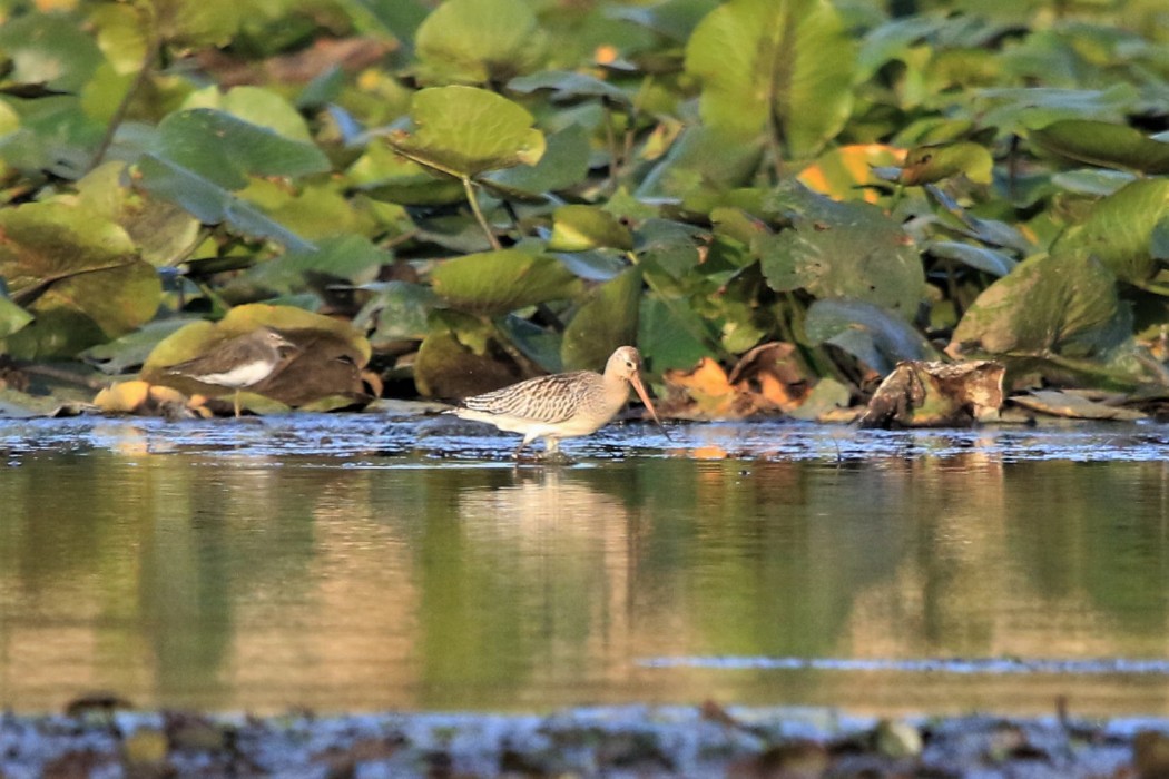 Bar-tailed Godwit