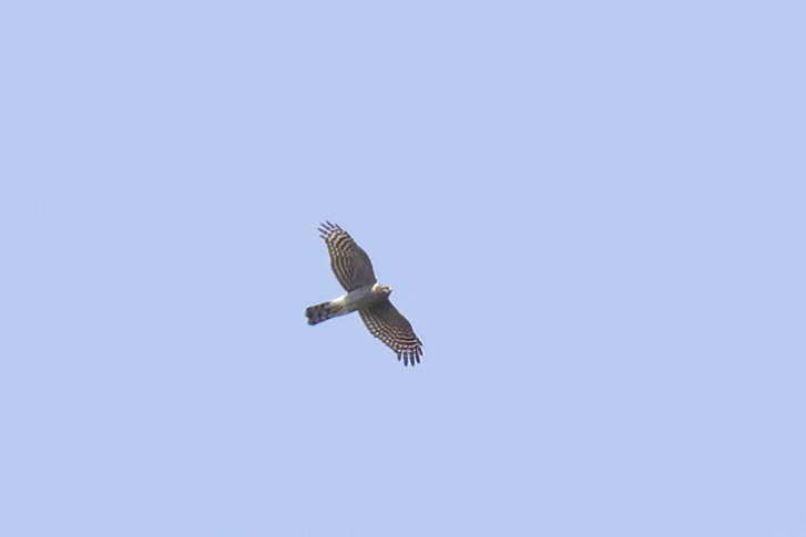 Eurasian Sparrowhawk