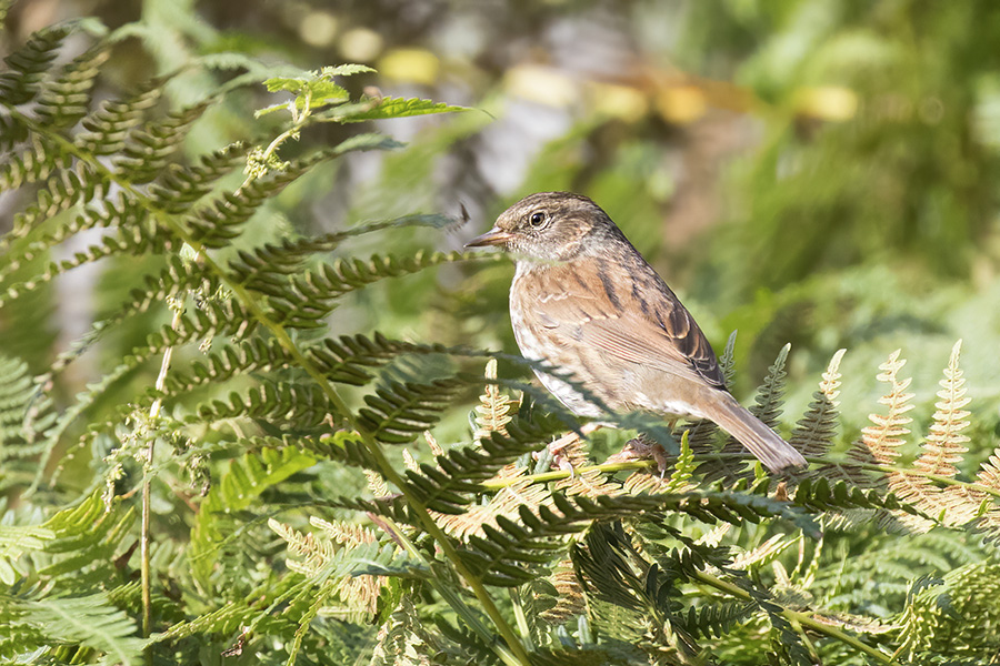 Dunnock