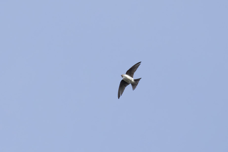 Common House Martin