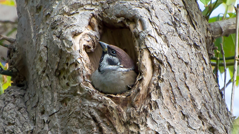 Eurasian Tree Sparrow