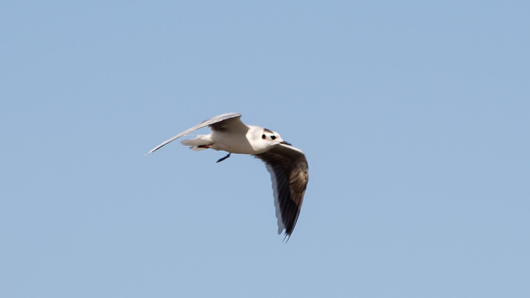 Little Gull