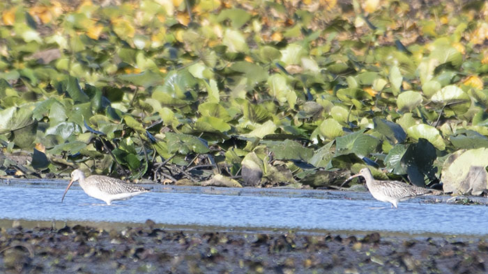 Eurasian Curlew