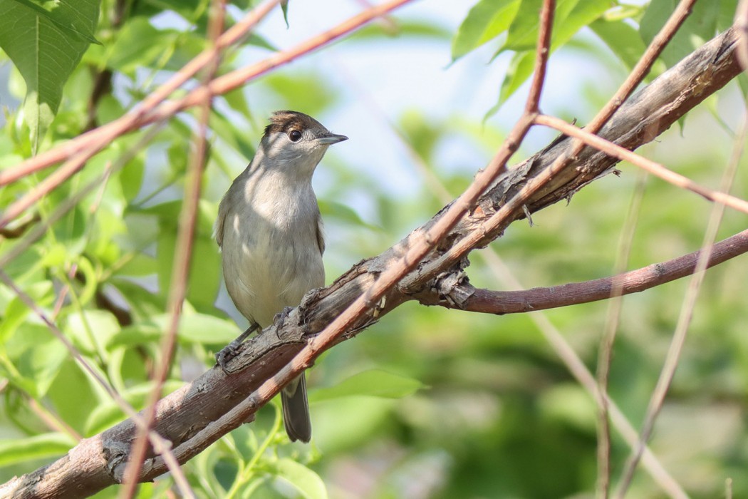 Eurasian Blackcap