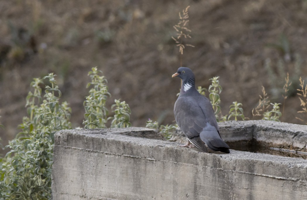 Common Wood Pigeon