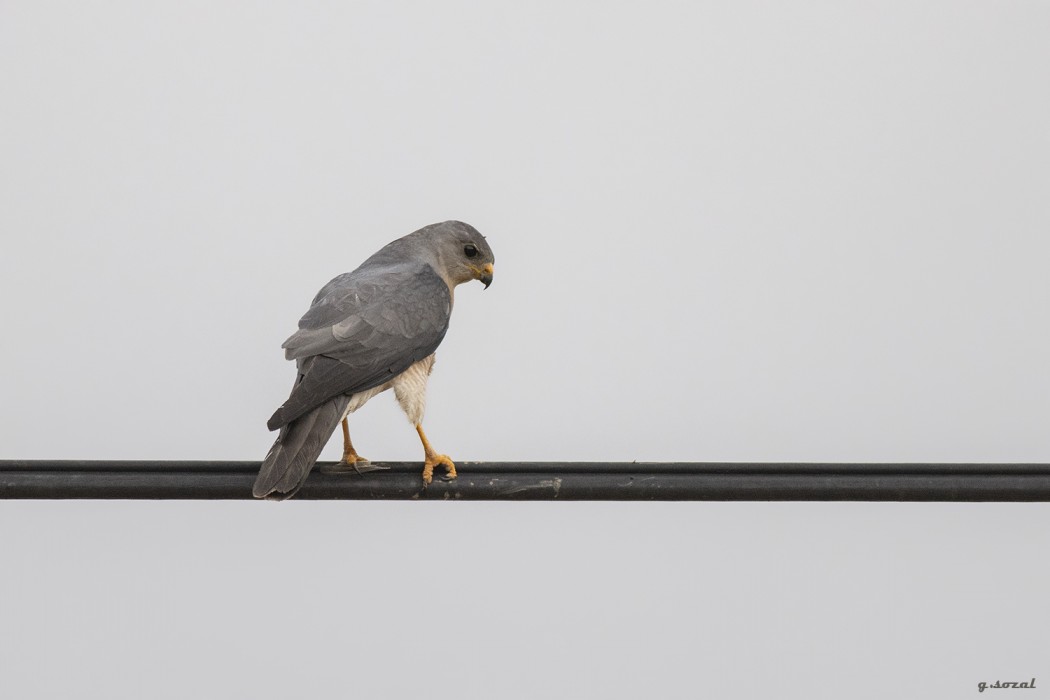 Levant Sparrowhawk