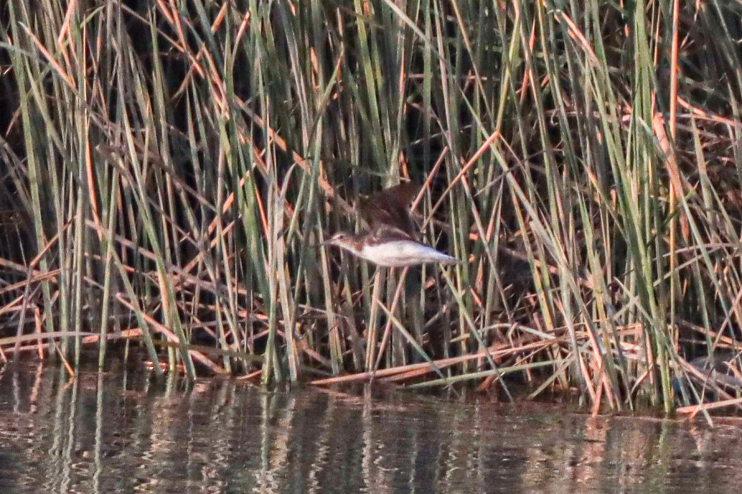Green Sandpiper