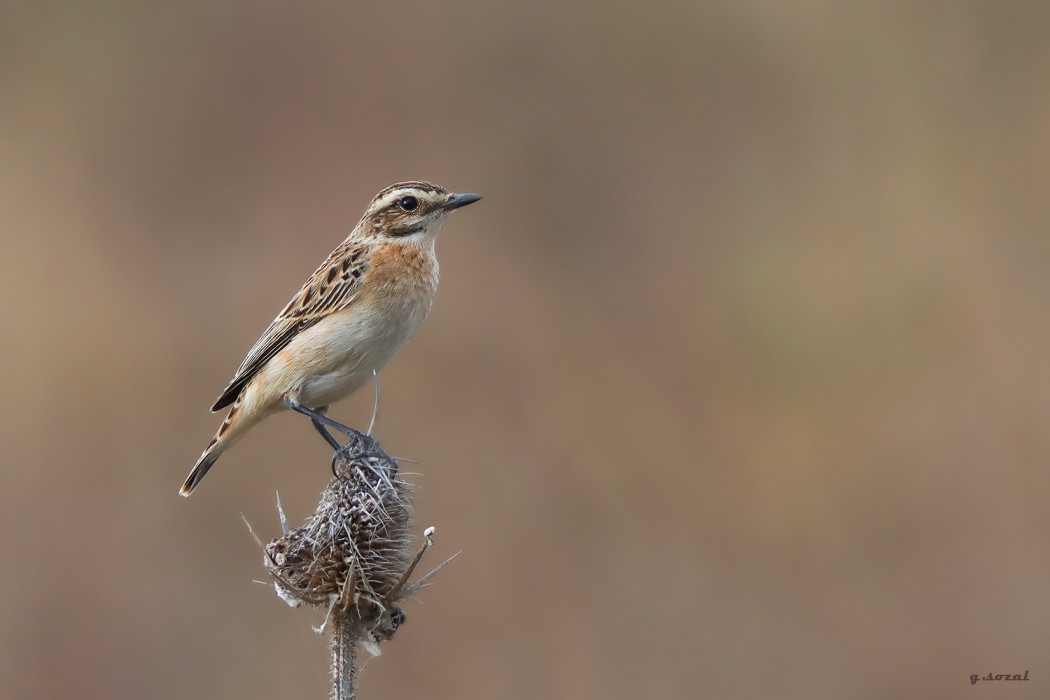 Whinchat