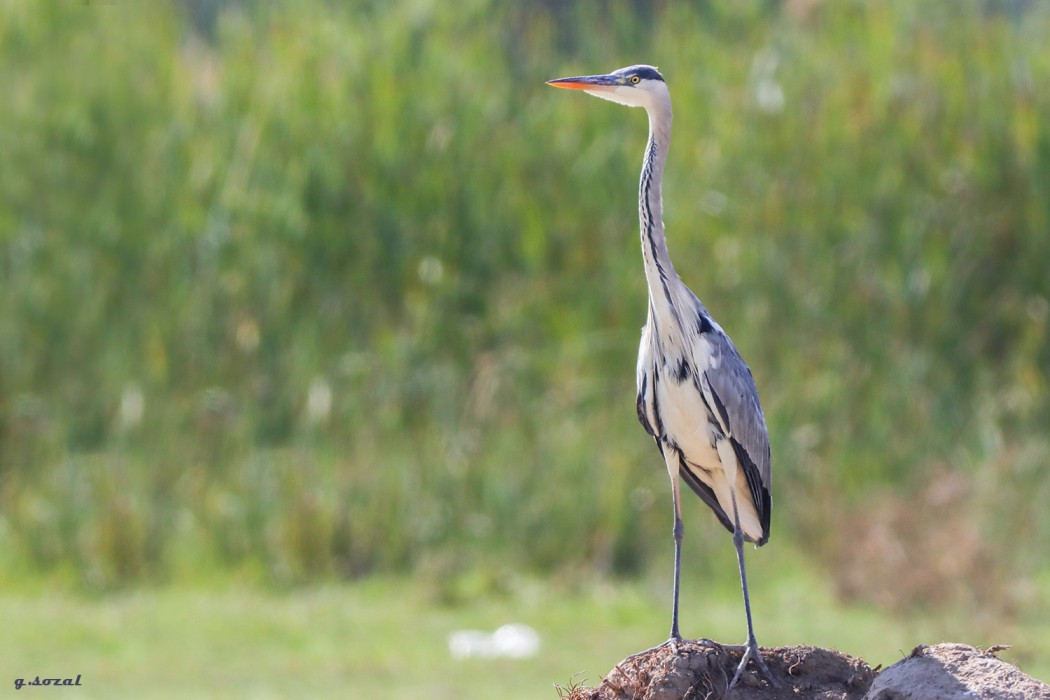Grey Heron