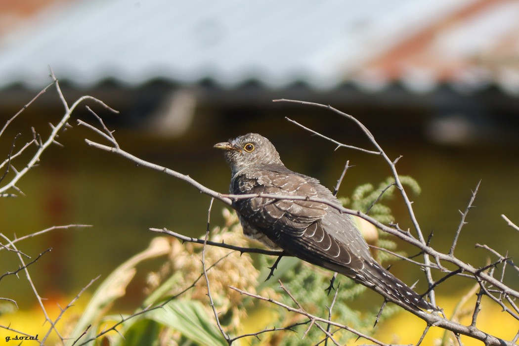 Common Cuckoo