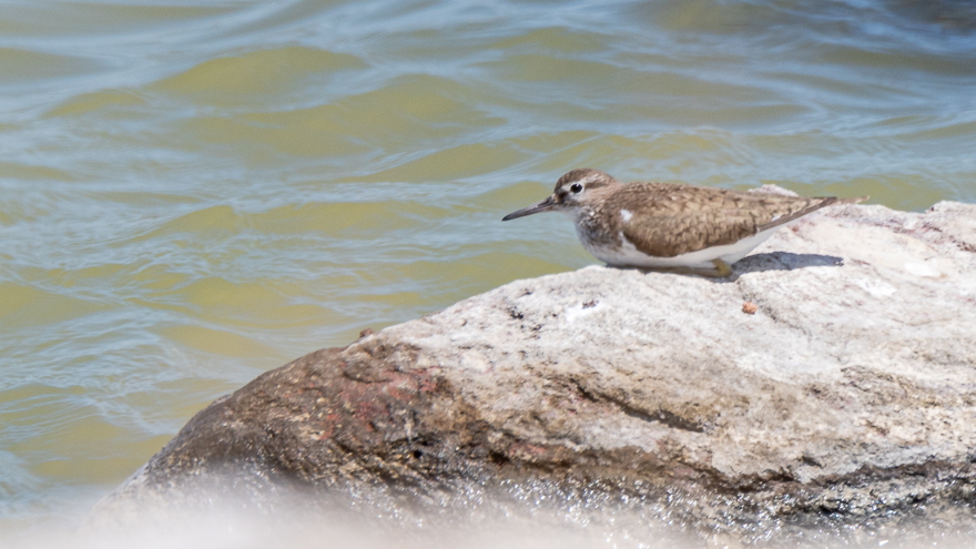Common Sandpiper