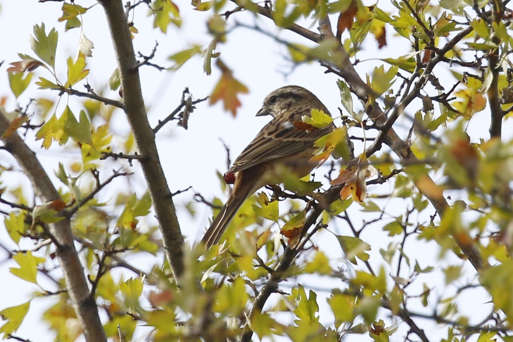 Rock Bunting