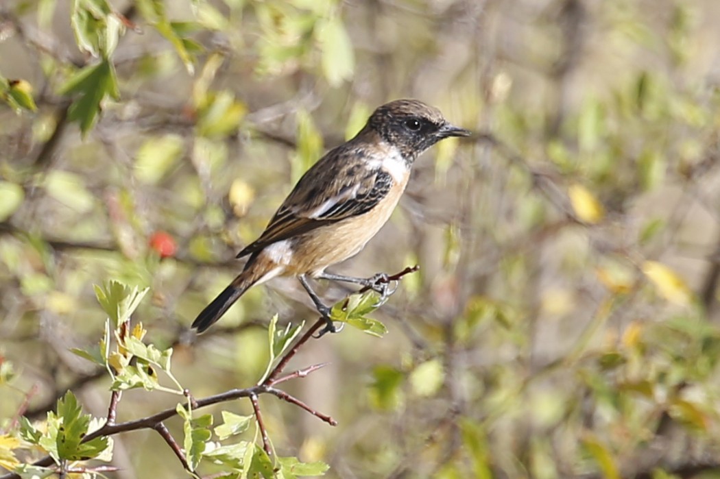European Stonechat