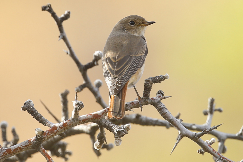 Common Redstart