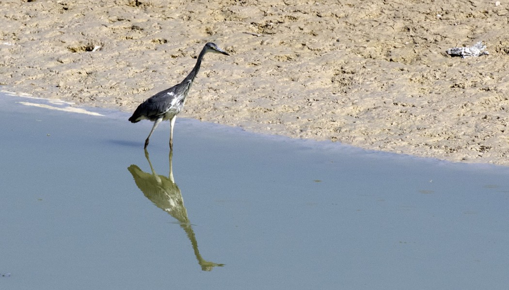 Grey Heron