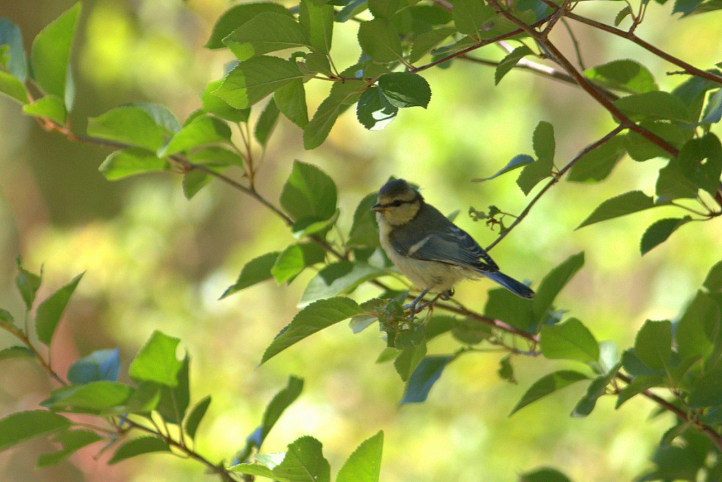 Eurasian Blue Tit