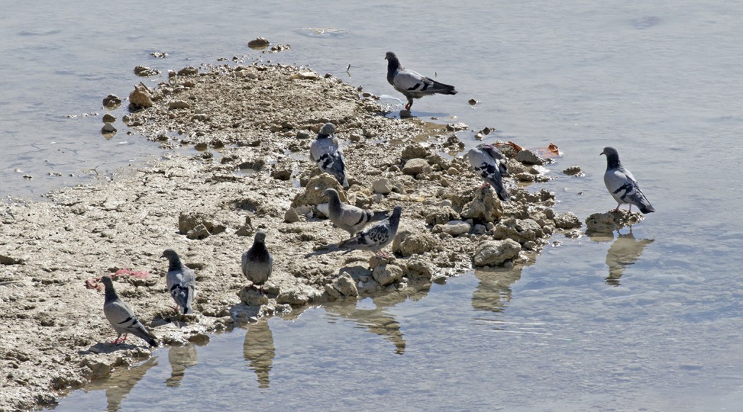 Rock Dove