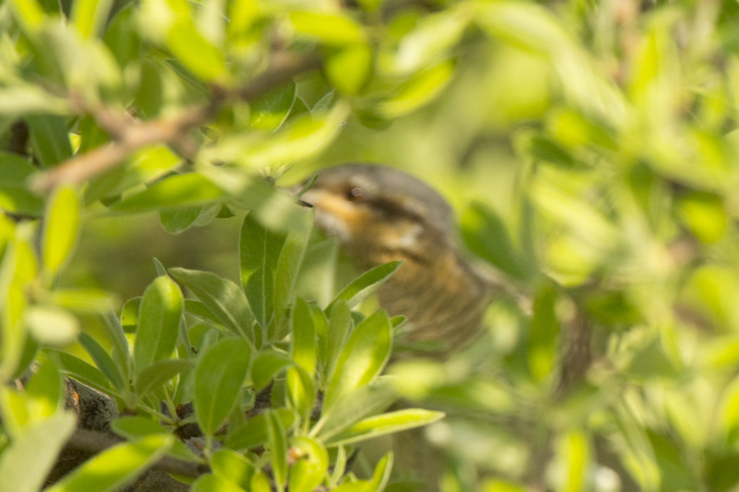 Eurasian Wryneck