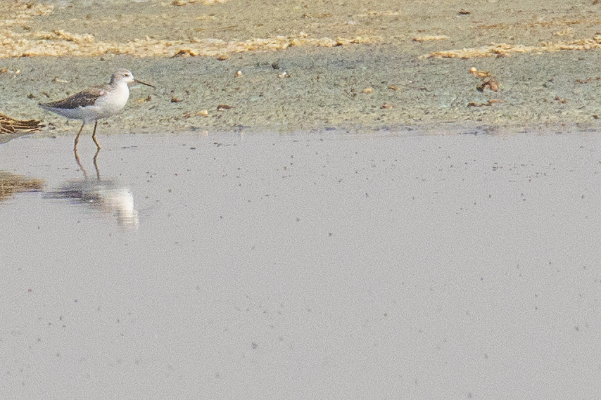 Marsh Sandpiper