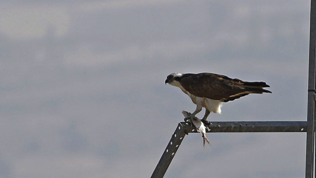 Osprey