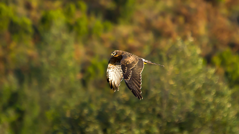 Montagu`s Harrier