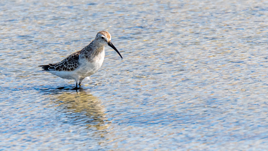 Curlew Sandpiper