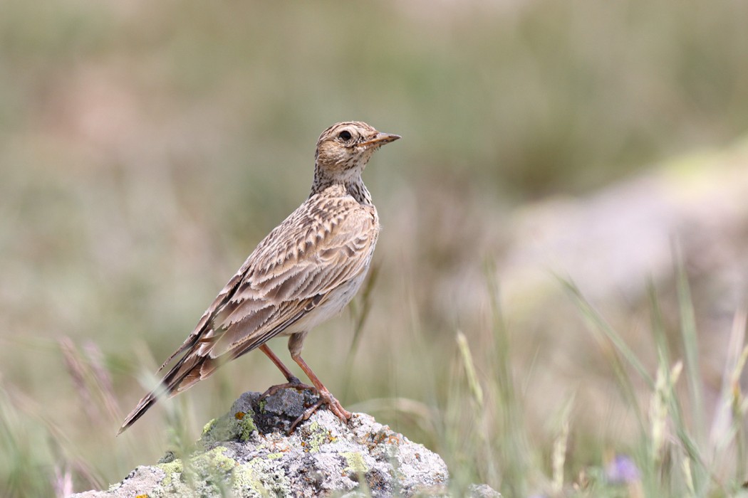 Eurasian Skylark