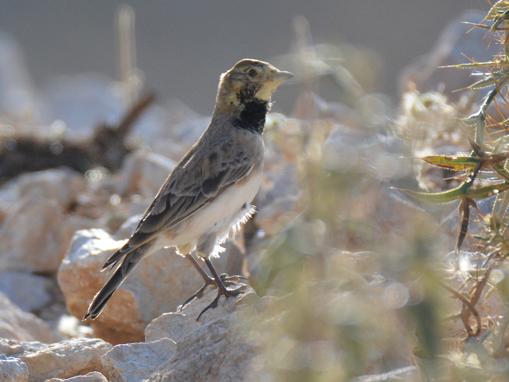 Horned Lark