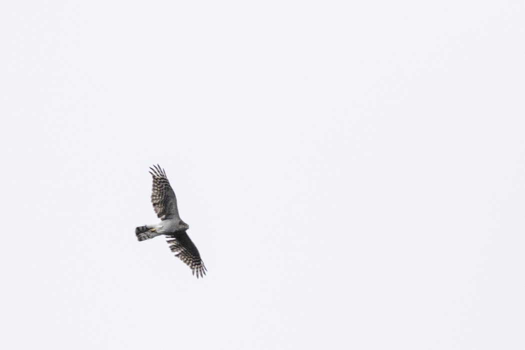 Northern Goshawk