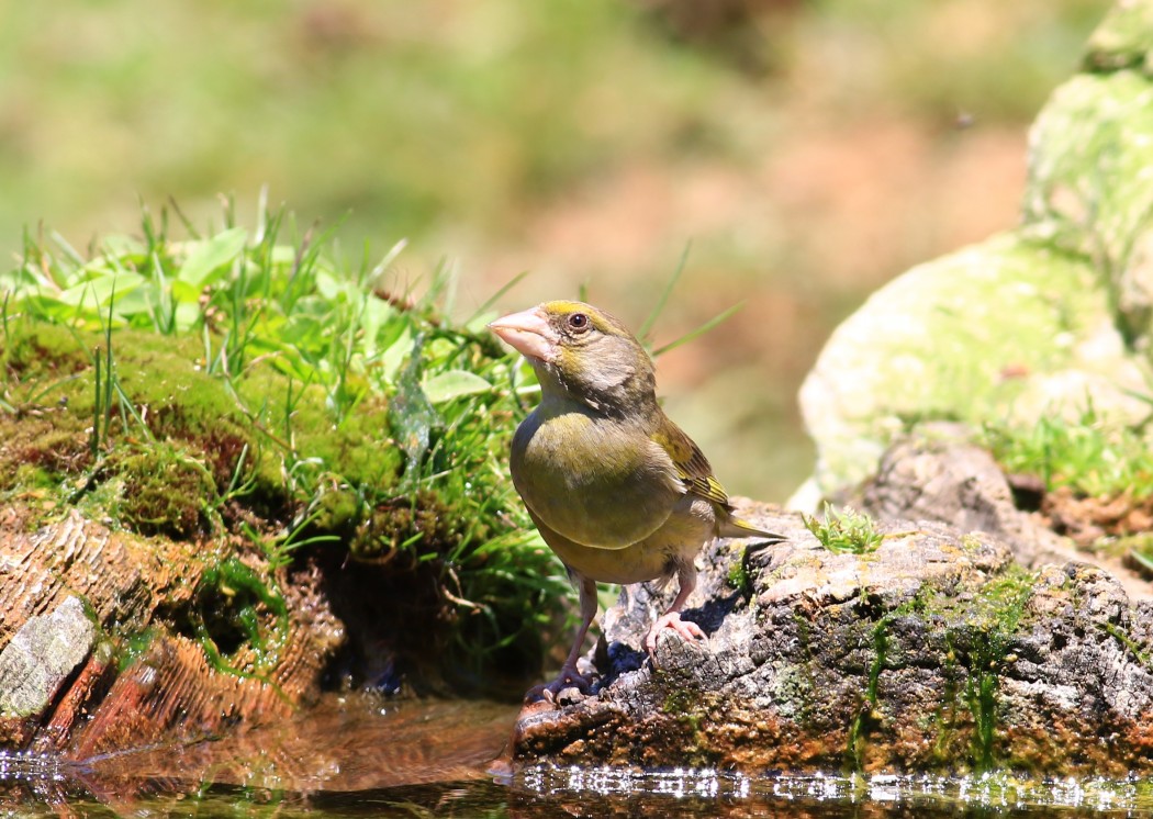 European Greenfinch