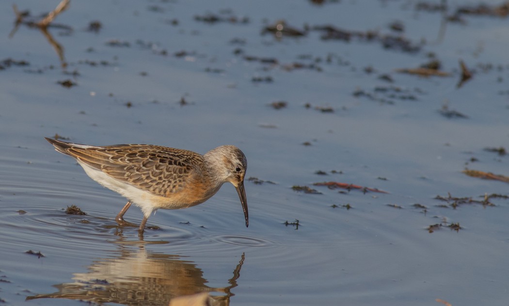 Curlew Sandpiper