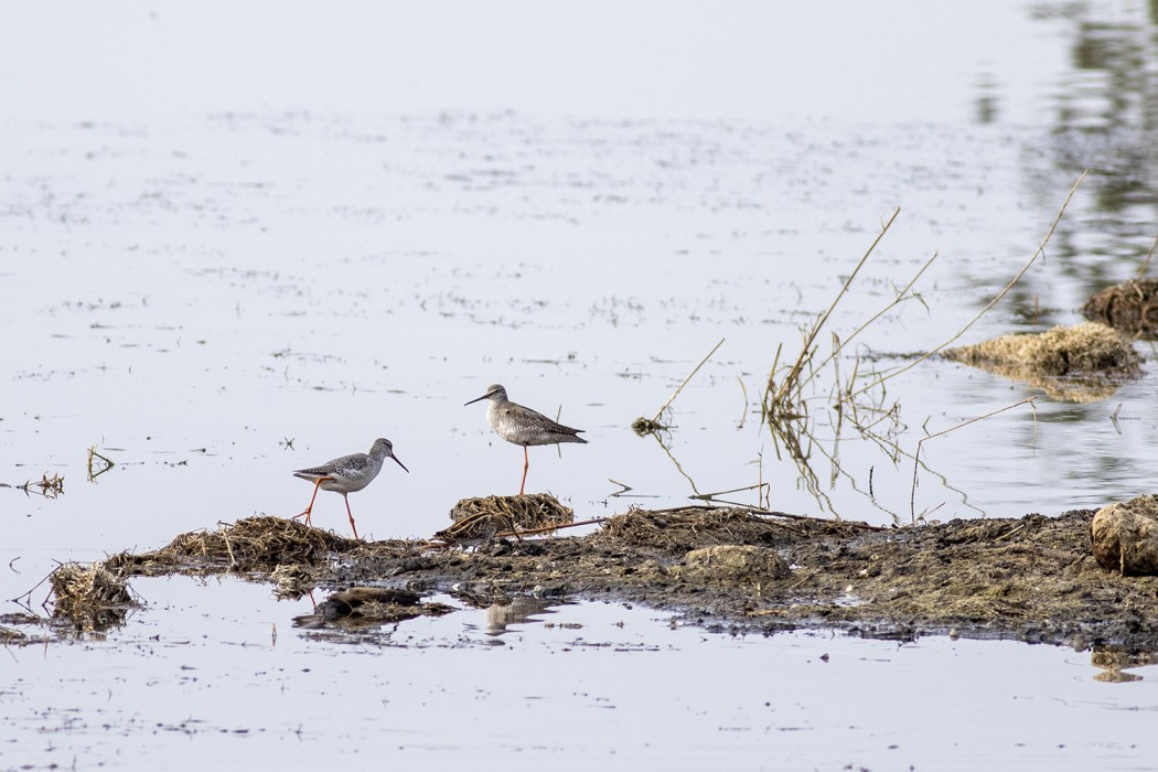 Spotted Redshank