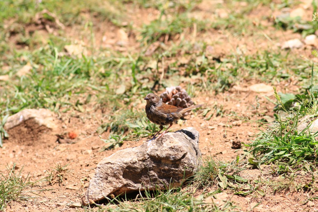 Dunnock