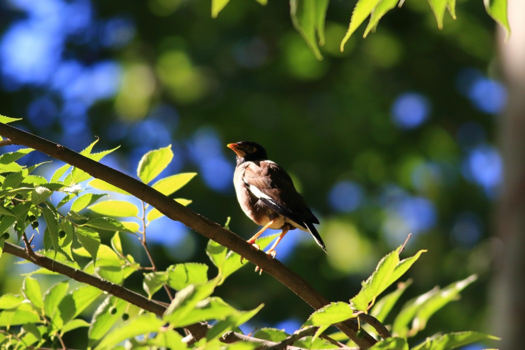 Common Myna