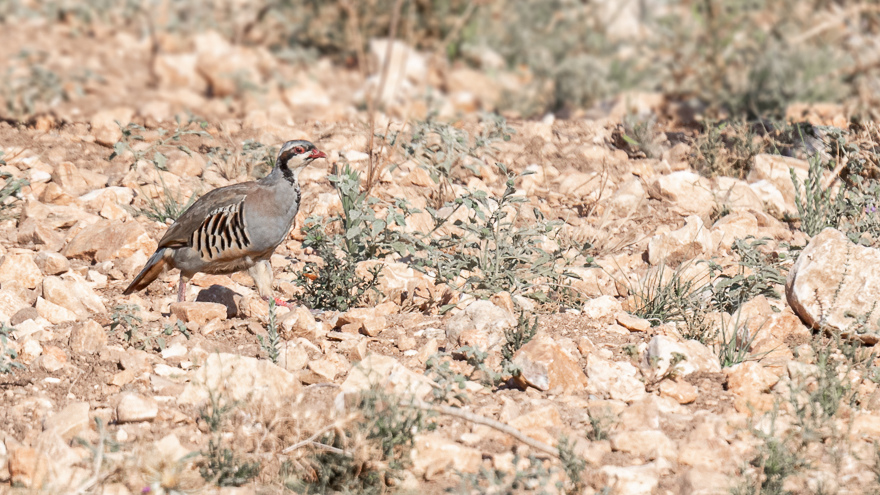 Chukar Partridge