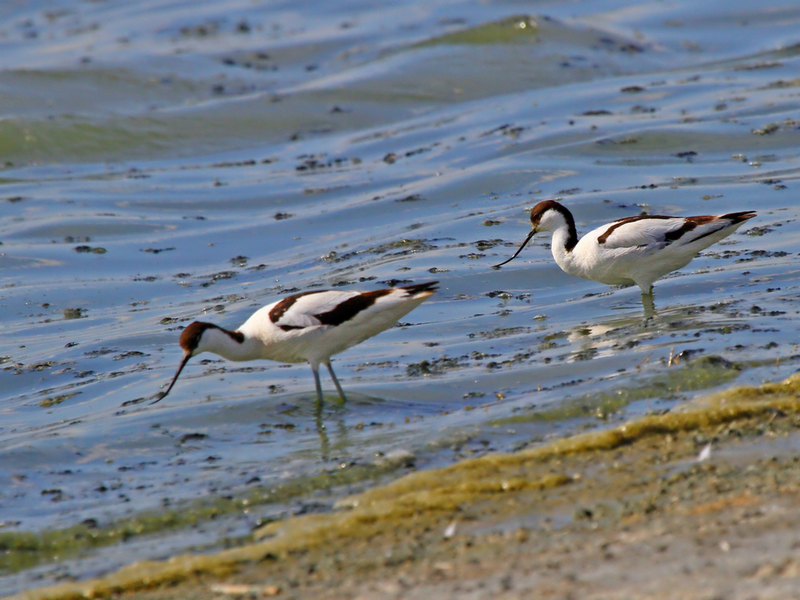 Pied Avocet