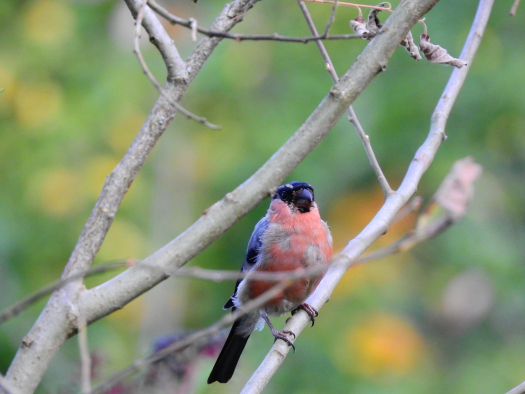 Eurasian Bullfinch