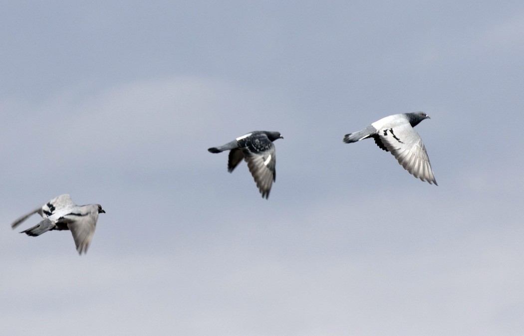 Rock Dove