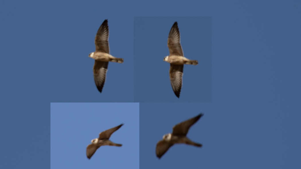 Red-footed Falcon