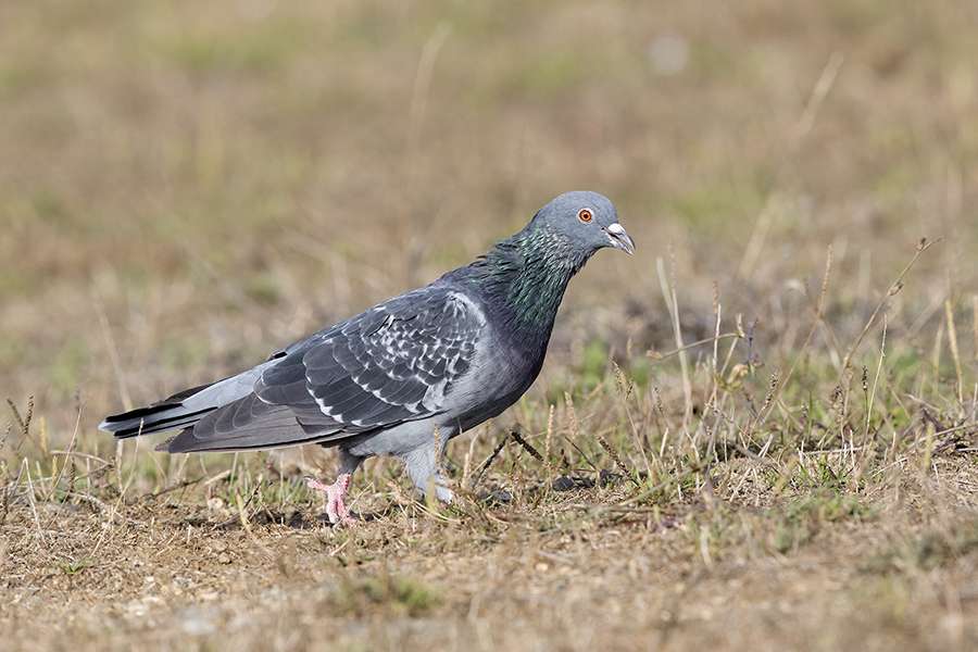 Rock Dove