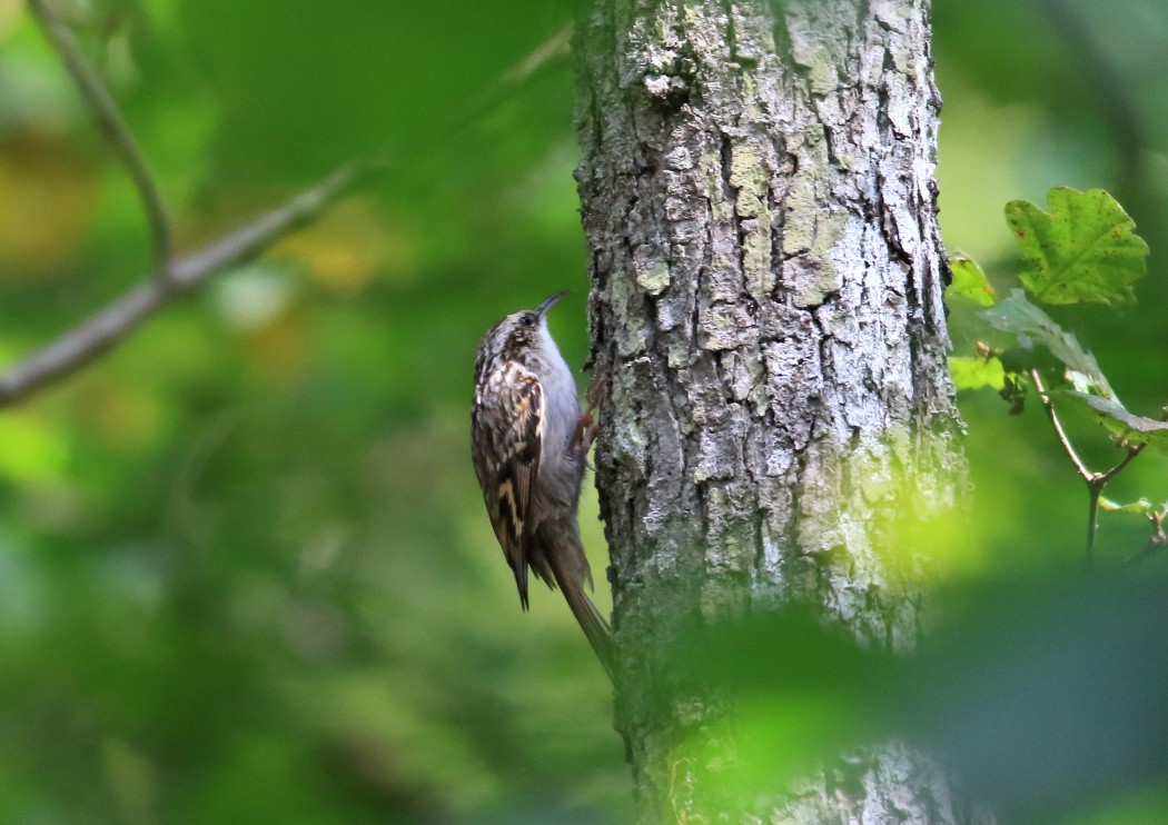 Short-toed Treecreeper