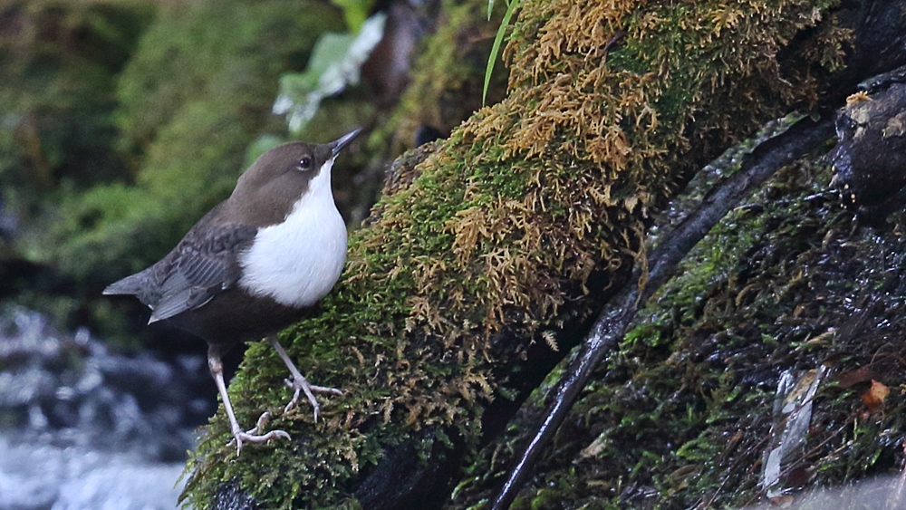 White-throated Dipper