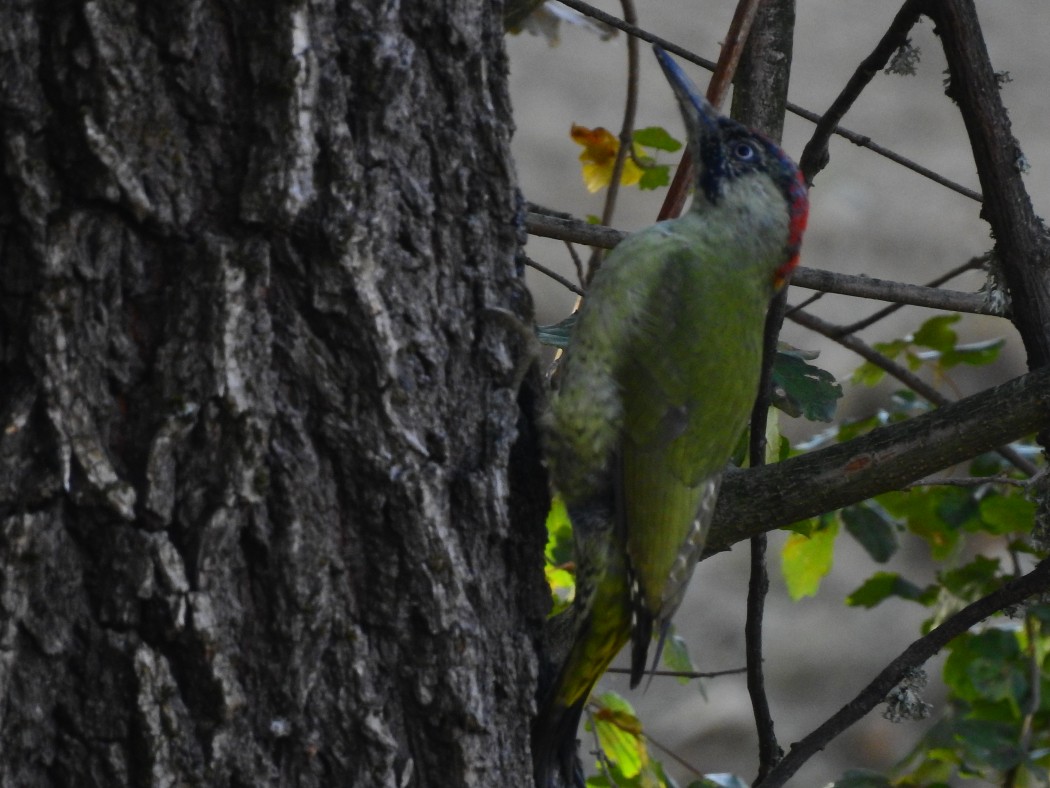 European Green Woodpecker