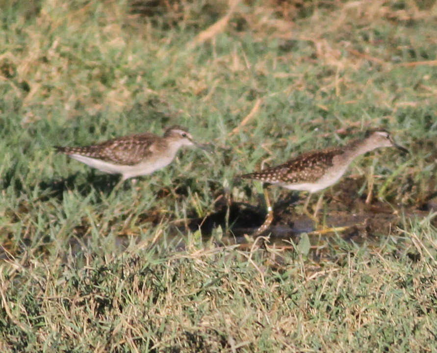 Wood Sandpiper