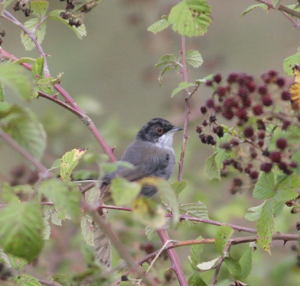 Sardinian Warbler