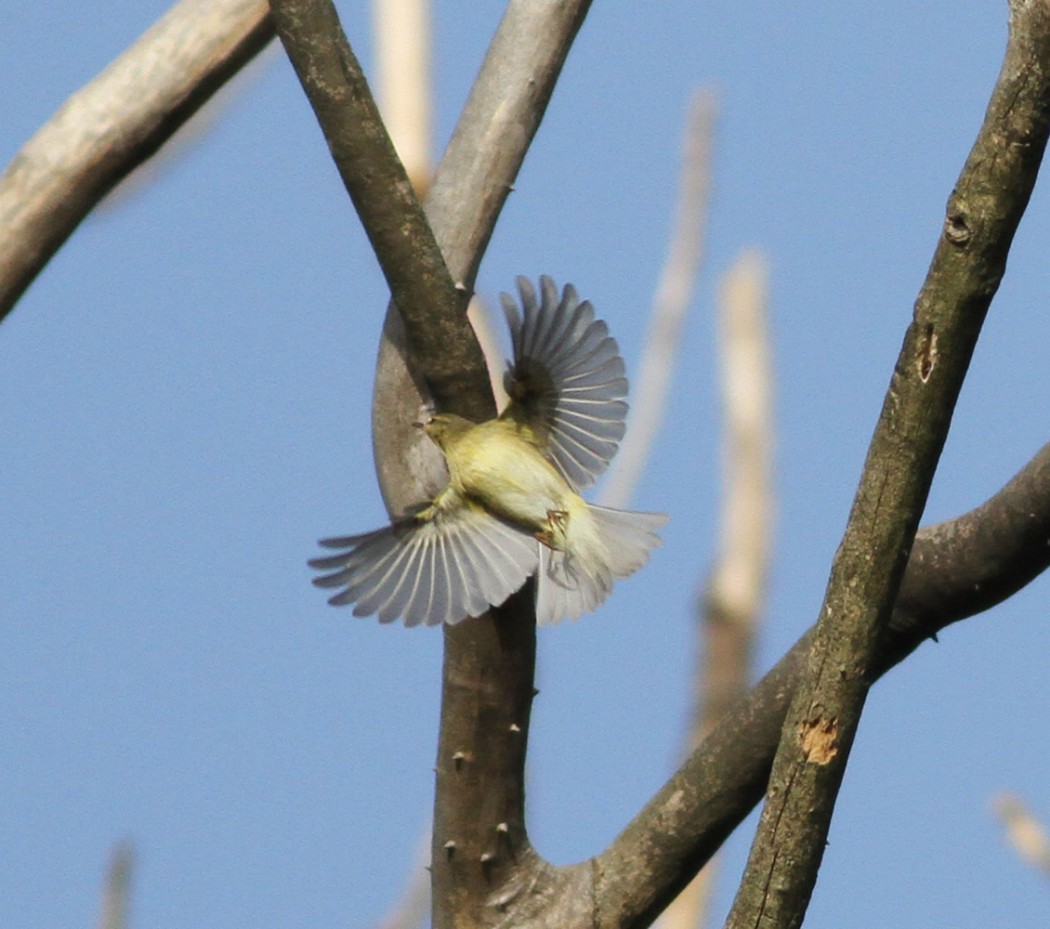 Willow Warbler