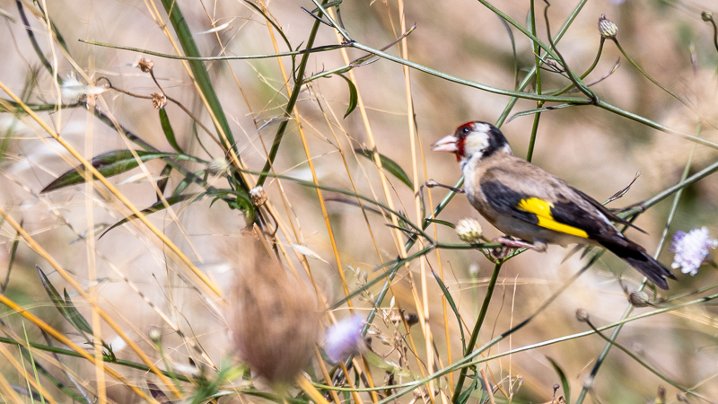 European Goldfinch