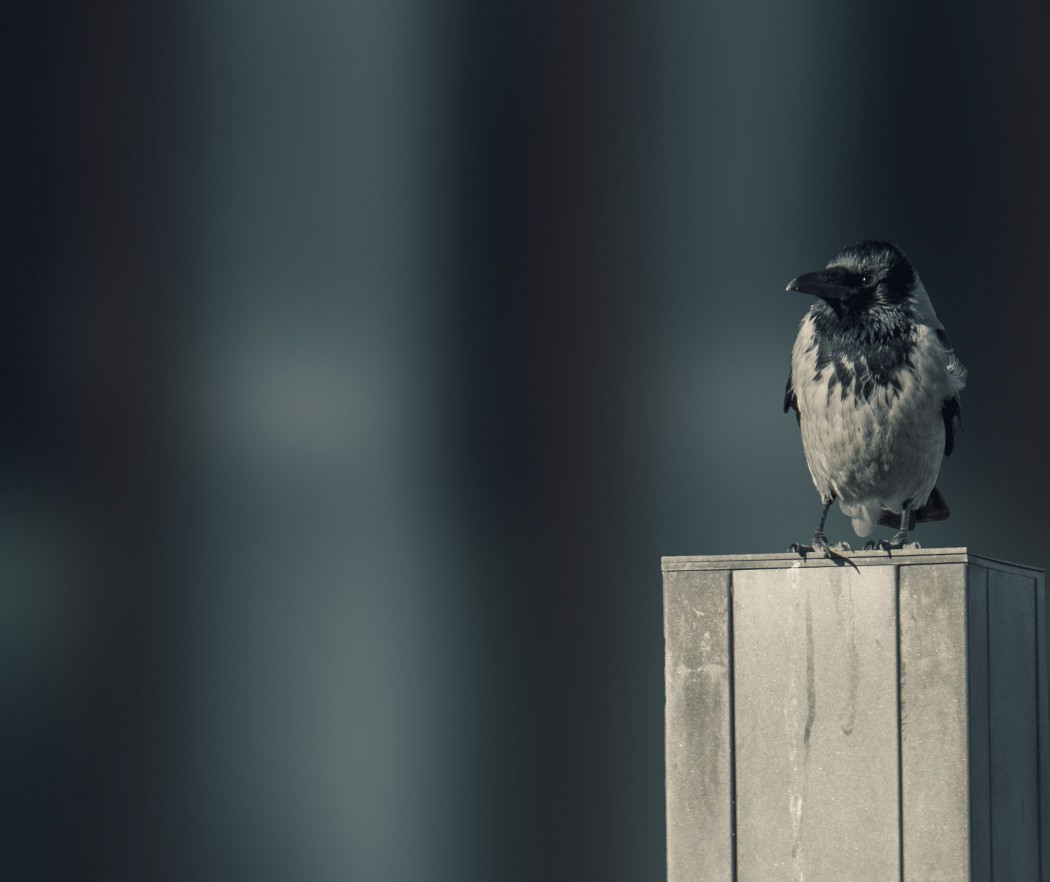 Hooded Crow