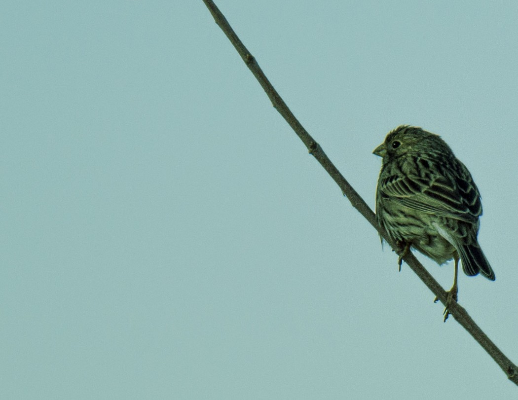 Corn Bunting