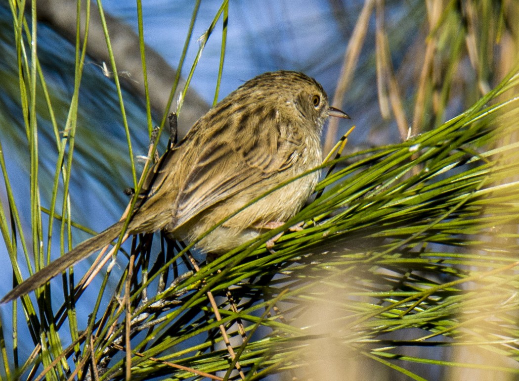 Delicate prinia